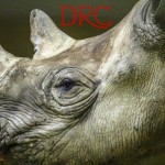 Rhino